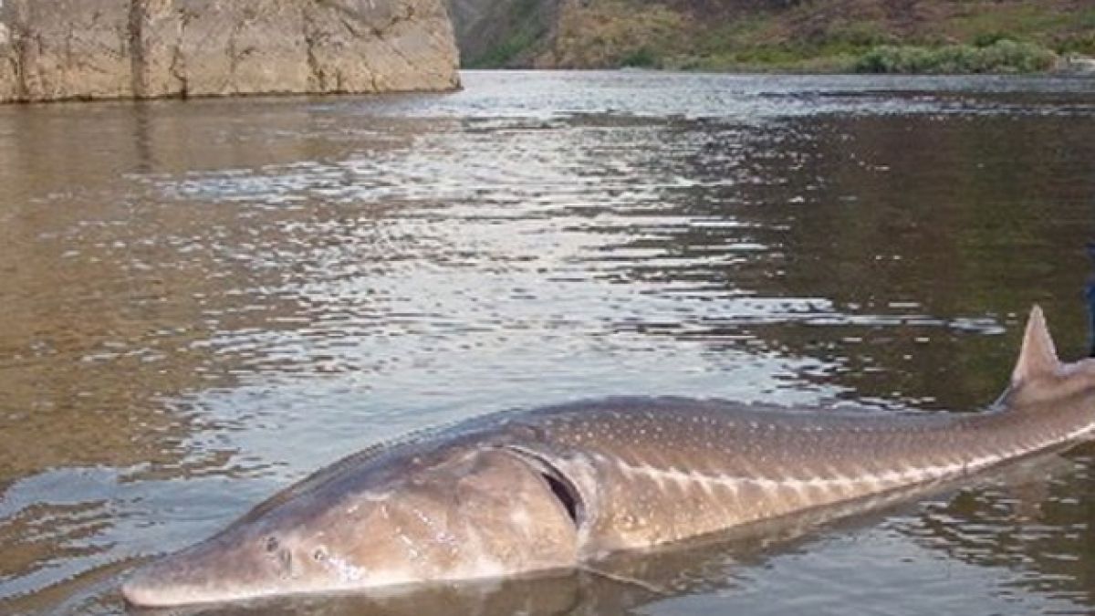 Рибар извади 100-килограмова моруна от Дунав край Айдемир, но сега животът му се стъжни