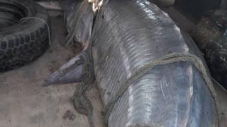 Нови ВИДЕА за страшното 200-килограмово чудовище, извадено от Дунав край Айдемир (СНИМКИ)