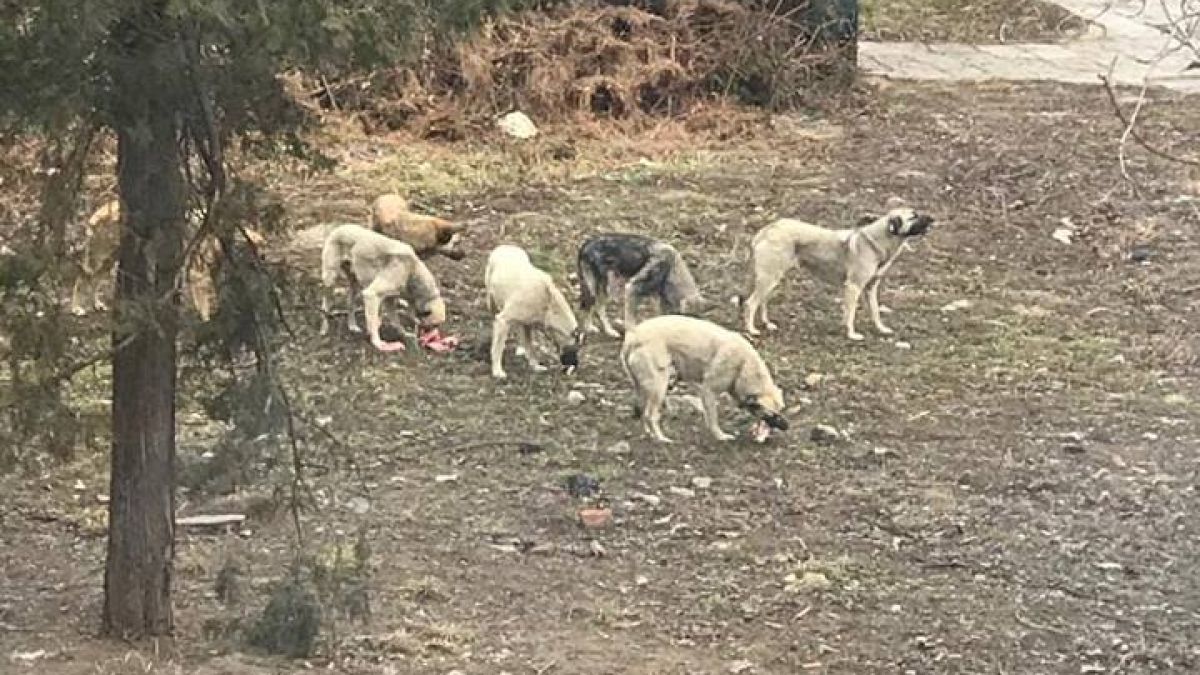 Глутница псета изправи на нокти млада майка в столичния кв. „Бъкстон” (СНИМКА)