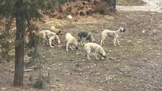 Глутница псета изправи на нокти млада майка в столичния кв. „Бъкстон” (СНИМКА)
