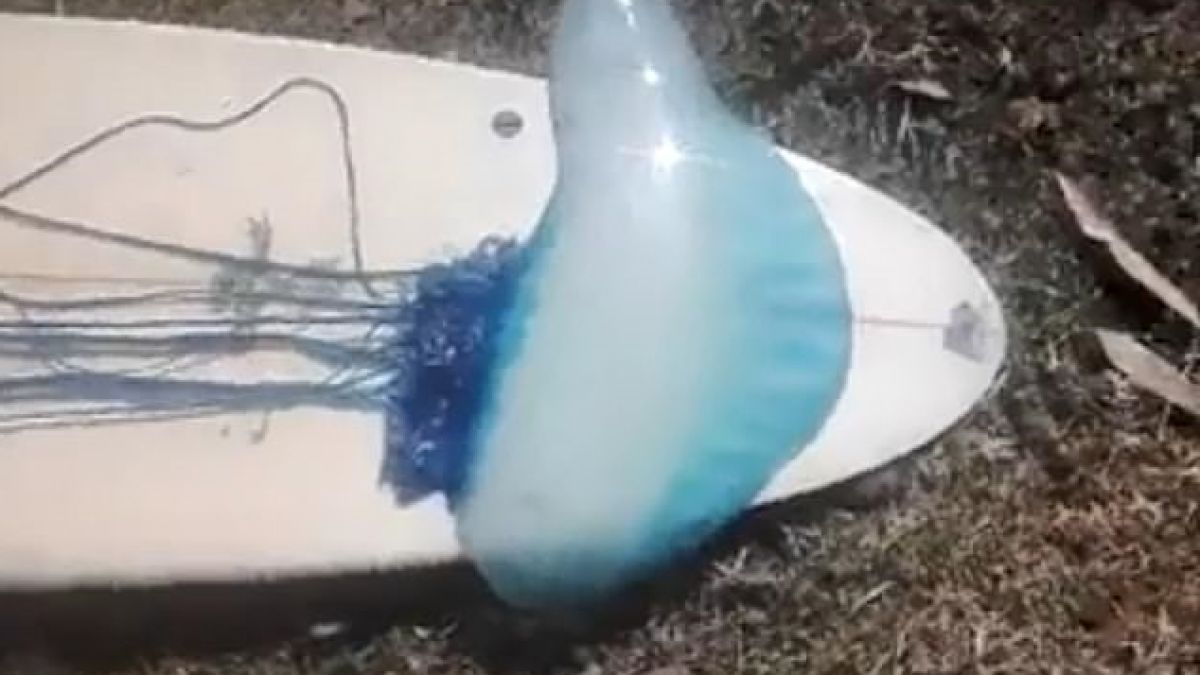 2-метрова отровна твар изправи на нокти австралийците (ВИДЕО)