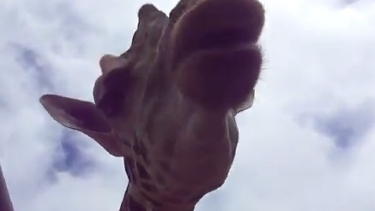 Уникално ВИДЕО: Жираф отиде до колата на туристи, вкара главата си през прозореца и неочаквано ...