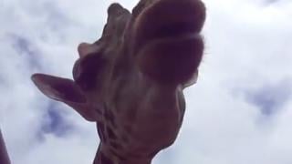 Уникално ВИДЕО: Жираф отиде до колата на туристи, вкара главата си през прозореца и неочаквано ...