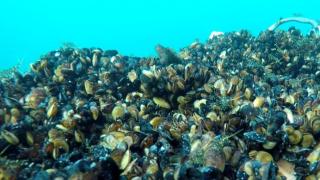 До три години по българското крайбрежие на Черно море ще се появи проект за 10 млн. евро, какъвто светът не е виждал!