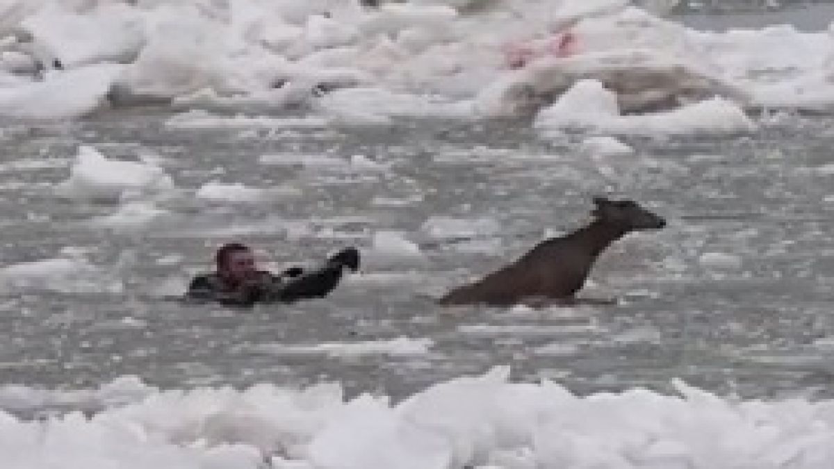 Странно! В американски щат спасиха елен, но после го приспаха заради местен закон (ВИДЕО)