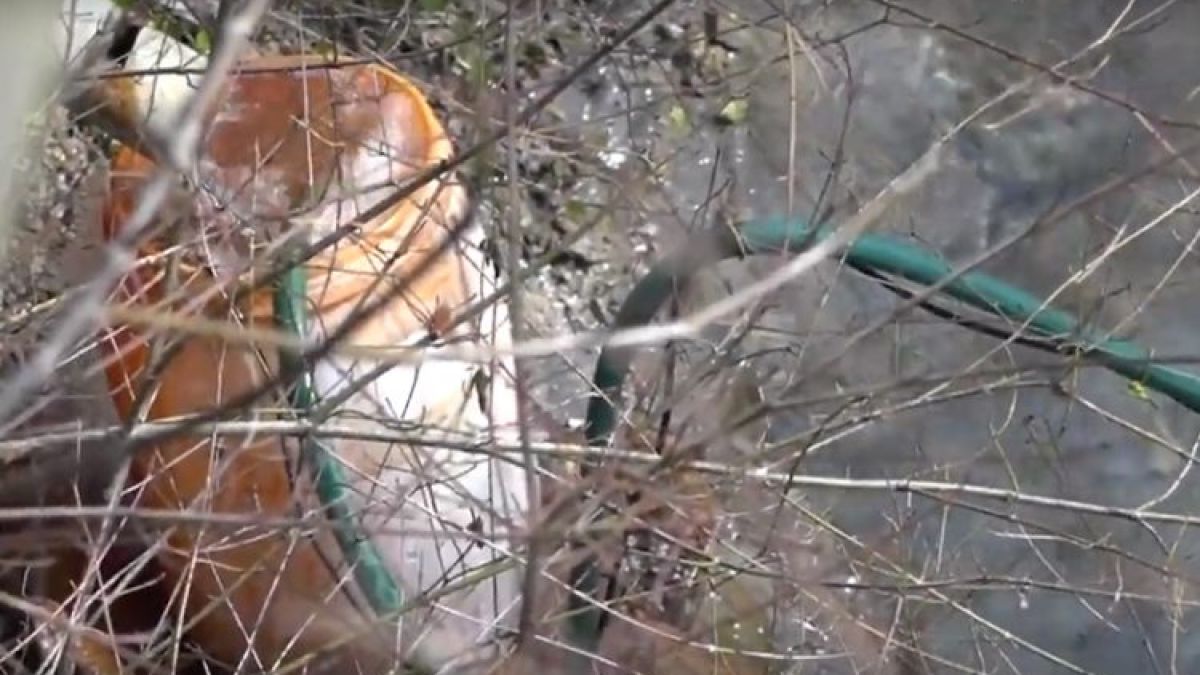 Троянският Туин Пийкс! Сенките зад Сдружение „Курортен комплекс Чифлик“ ползват медийната бухалка „Зов Нюз“ 