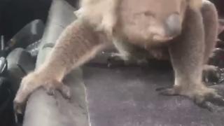 Мъж видя коала в колата си и няма да повярвате какво последва (ВИДЕО)
