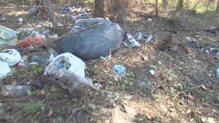 Пътят Русе-Варна осеян с трупове и боклуци (СНИМКИ)