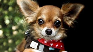 По-малка сума за "такса вход" на кутретата от едрите породи