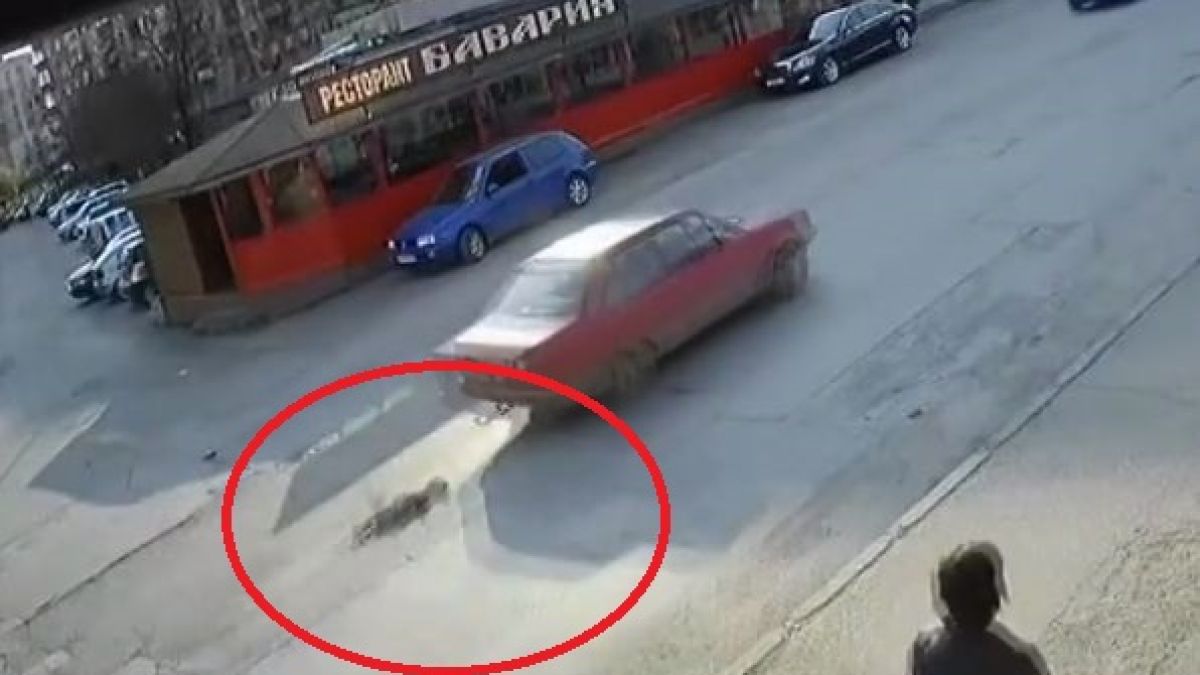  Монтана настръхна заради тази брутална жестокост (ВИДЕО)