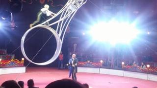 Малките наследници на Балкански с опасен номер в цирка