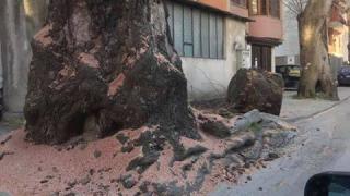 Варненци подскочиха заради чинар на век и половина (СНИМКИ)