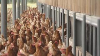 Германските кокошки изумиха всички с постиженията си