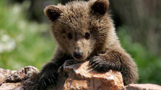 Шок! В САЩ искат да приспят мече заради доброто му отношение към хората