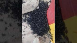 Невиждана напаст връхлетя Саудитска Арабия, местните са в шок (ВИДЕО)