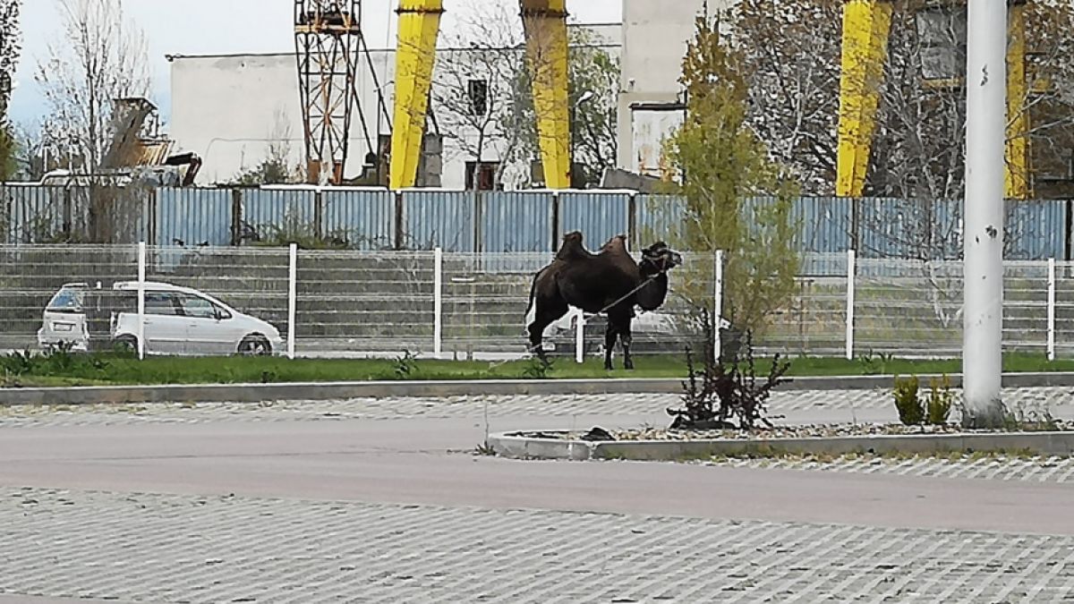 Само в БЛИЦ! Ей такова нещо в "Люлин" не се беше случвало (СНИМКИ)