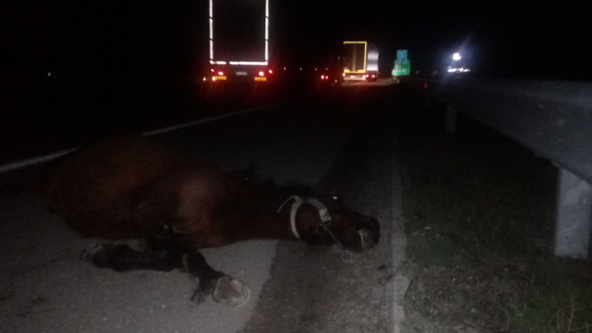 Коне се врязаха в колата на важна обществена фигура край Малко Търново