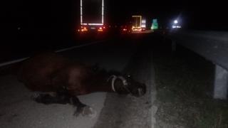 Коне се врязаха в колата на важна обществена фигура край Малко Търново