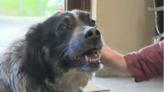 Няма друго куче като Захари в цяла България, историята му е невероятна (СНИМКИ/ВИДЕО)