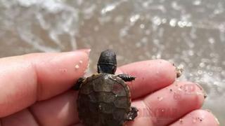 Хищник, виждан 2 пъти за 100 години, изплува в Бургас и втрещи всички! (СНИМКИ)