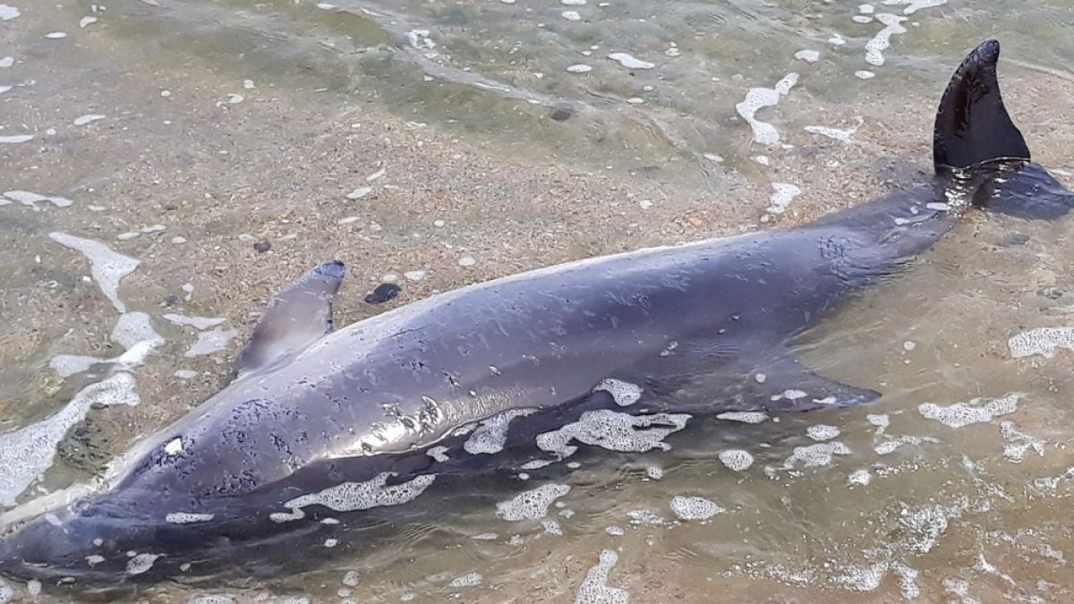 Екологична катастрофа в Черно море: Намериха рекорден брой мъртви делфини само за ден, вълната засяга и България