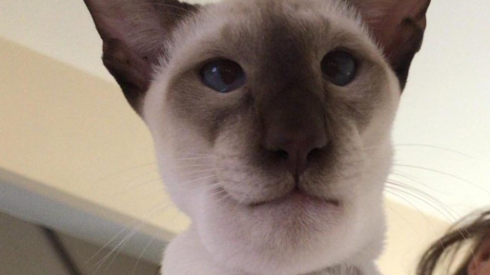 Котка изяде оса и се наду като балон (ШОКИРАЩА СНИМКА)