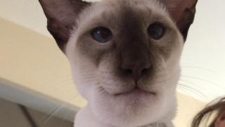 Котка изяде оса и се наду като балон (ШОКИРАЩА СНИМКА)