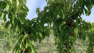 Такава природна аномалия в Перущица никога не е имало (СНИМКИ)