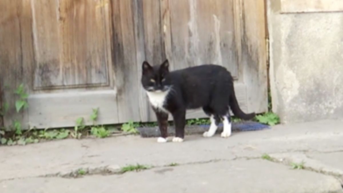 Котарак мина 300 км, за да се върне в манастир (ВИДЕО)