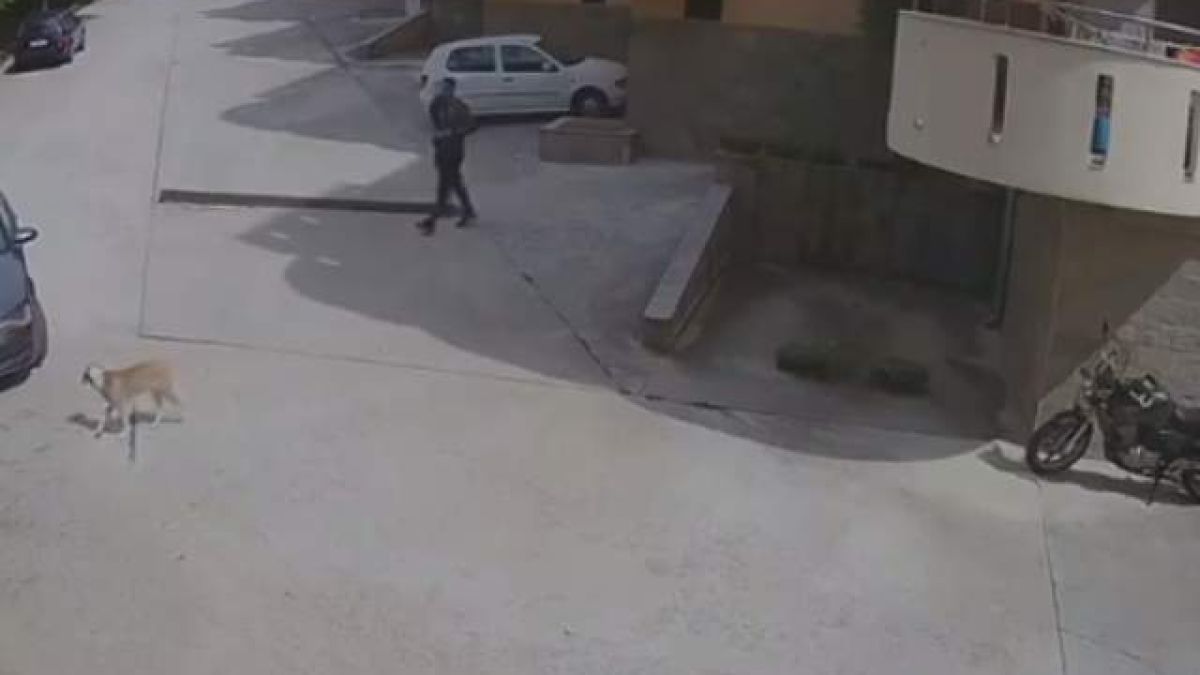 Брутално зверство потресе България (СНИМКИ/ВИДЕО 18+)