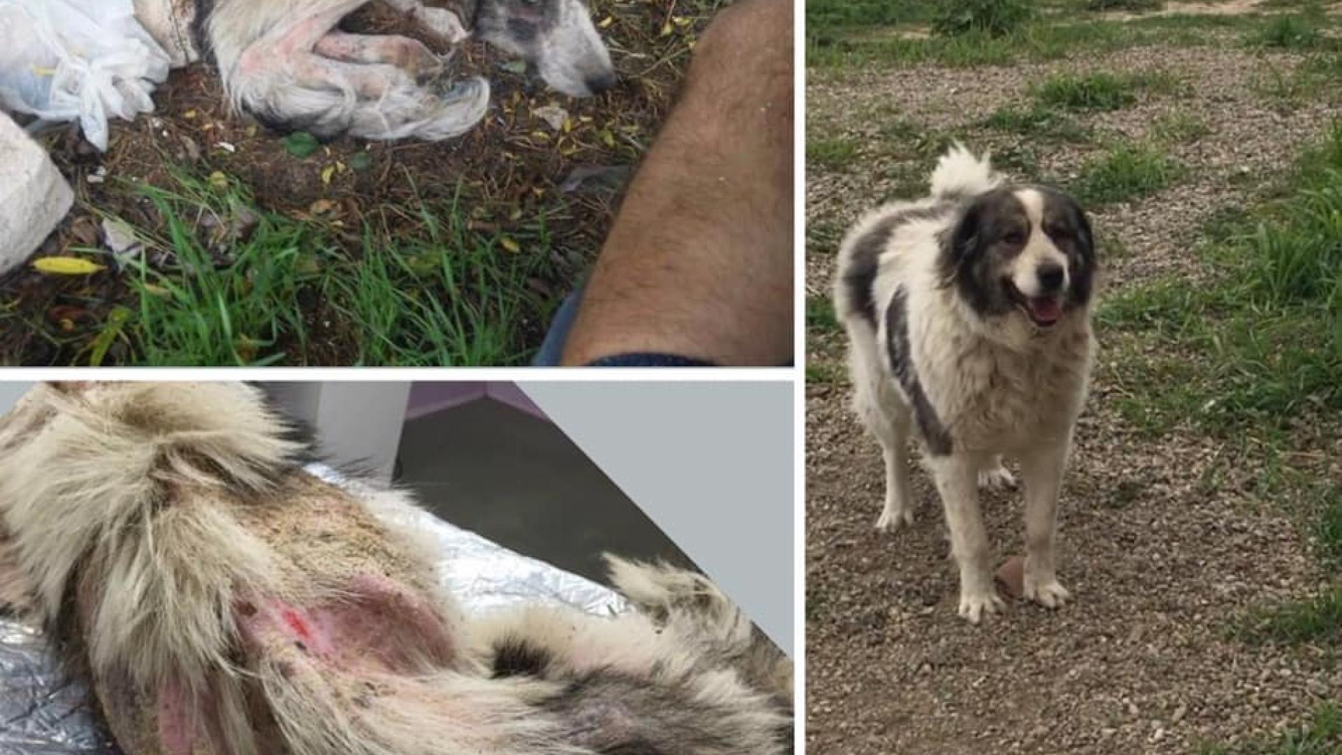 Най-тъжната история за куче, която сте чели досега (СНИМКА)