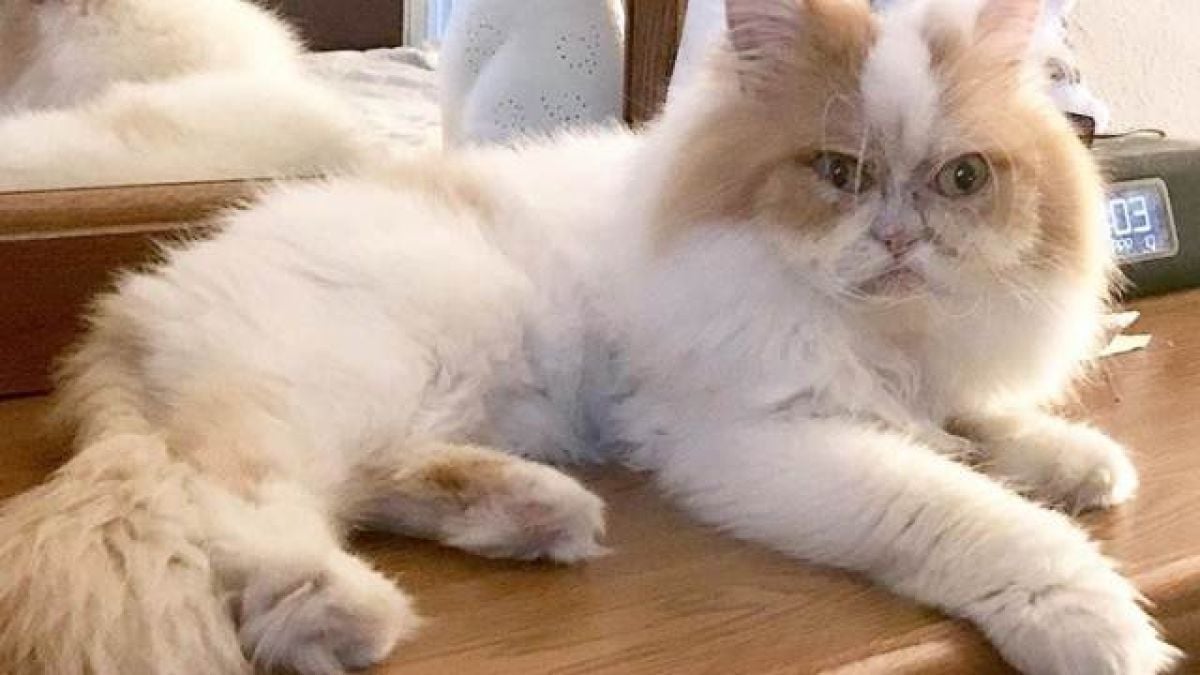 Светът има нова котешка звезда! И тя е намръщена, но... (СНИМКИ)