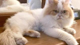 Светът има нова котешка звезда! И тя е намръщена, но... (СНИМКИ)