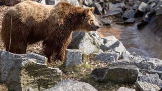 За първи път ще направят това с мечките в България