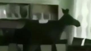 Невиждано! Лос нахлу през прозореца в класна стая по време на час (ВИДЕО)