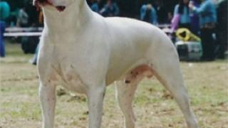 Жесток инцидент с освирепяло "Дого Аржентино" и млада жена в Разградско