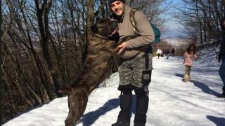 Първи СНИМКИ на кучетата убийци, нахапали и разкъсали Димитър до смърт!