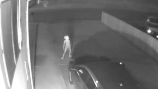 ВИДЕО с мистериозно същество пред колата на жена облещи мрежата