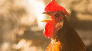 Каква е причината петлите да кукуригат сутрин