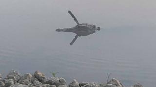 Алигатор със забит в главата нож си плува в езеро в Тексас (СНИМКА)