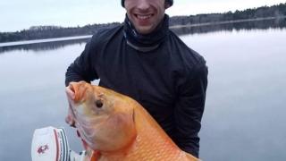 Рибар улови огромна стогодишна златна рибка (ВИДЕО)