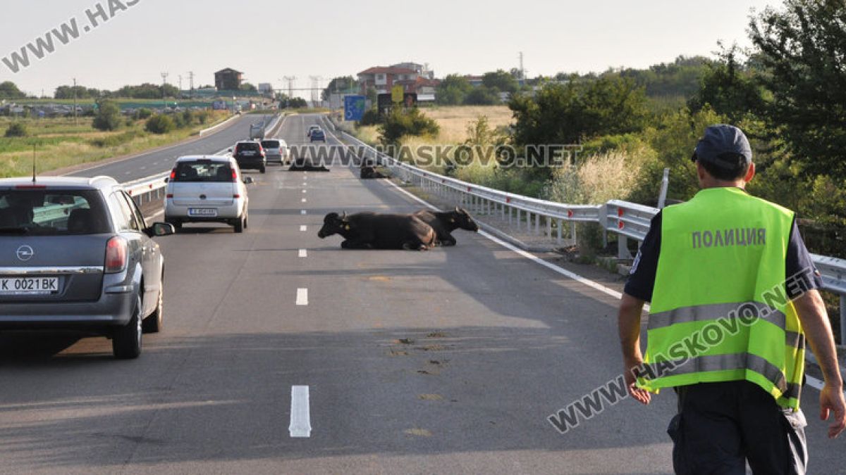 Трупове и смачкани ламарини след кървава нощ в Хасковско (СНИМКИ)