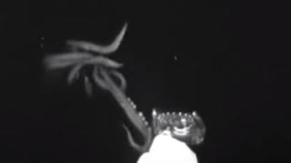 Чудовище от дълбините! Гигантски калмар опита да изяде... (ВИДЕО)
