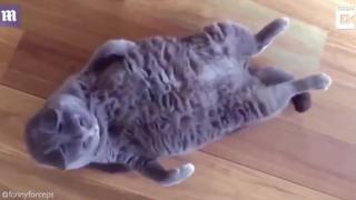 Дебело коте стана хит в мрежата (ВИДЕО)