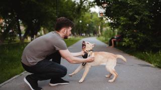 Обсъждат новите правила за отглеждане на домашни кучета
