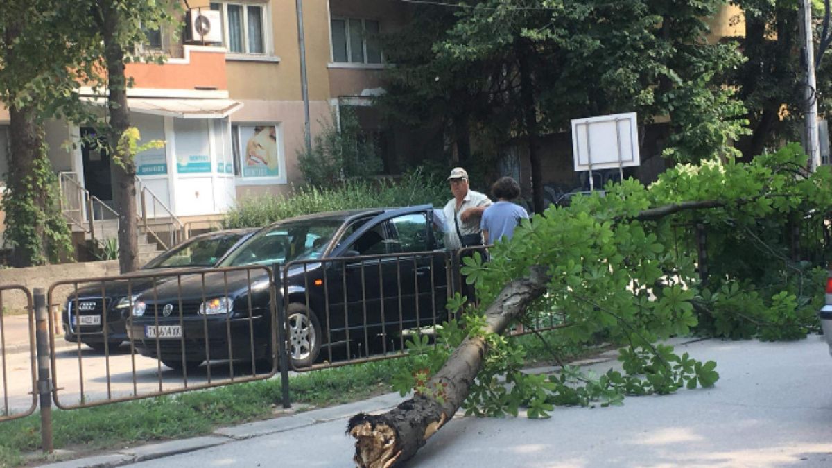 Огромен клон рухна върху кола с дете, а от 112 реагираха смайващо (СНИМКА) 
