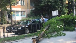 Огромен клон рухна върху кола с дете, а от 112 реагираха смайващо (СНИМКА) 