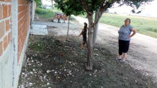 Циганка от Раковски обеси кученцето си пред вратата на съседка (СНИМКИ 18+)