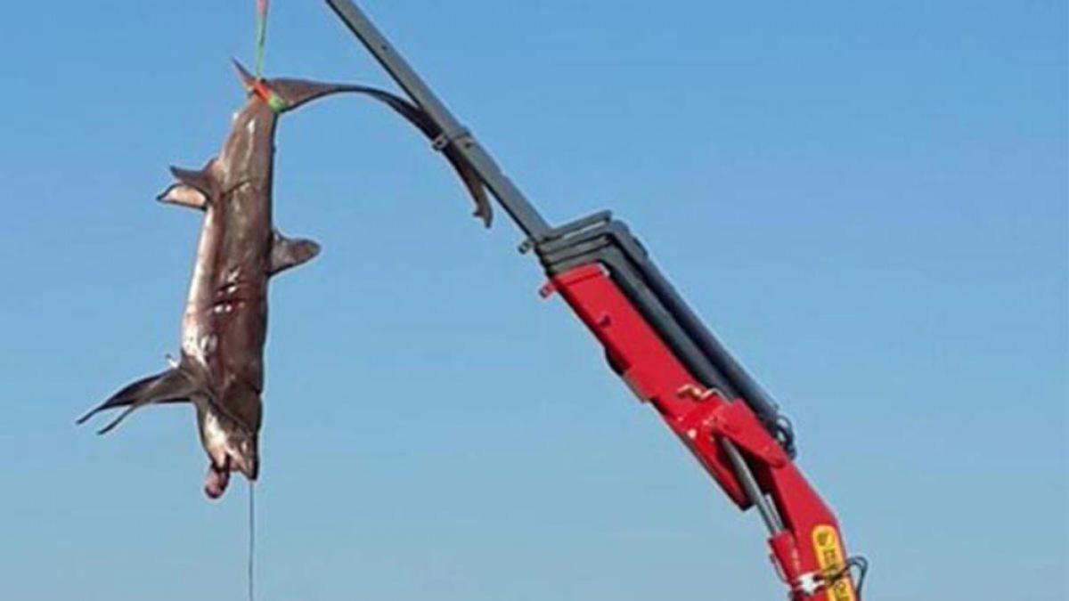 Уровиха огромни акули край бреговете на популярни турски курорти 