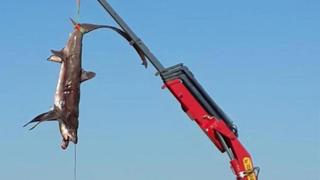 Уровиха огромни акули край бреговете на популярни турски курорти 